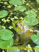 /home//u458753944/public_html/sourcegallery//Frogs/More bullfrogs/P9060091.JPG
